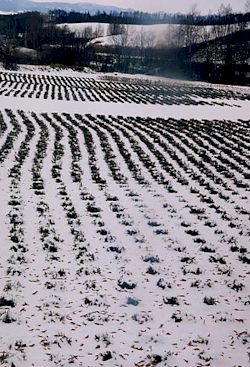 雪化粧の畑